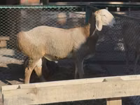 Ram, Arashan sheep — photo 3