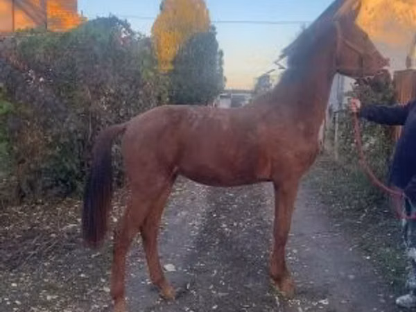 Horse (M), Nonius horse