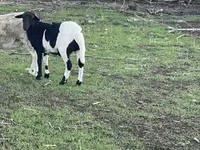 मेढ़ा, Dorper sheep — फ़ोटो 1