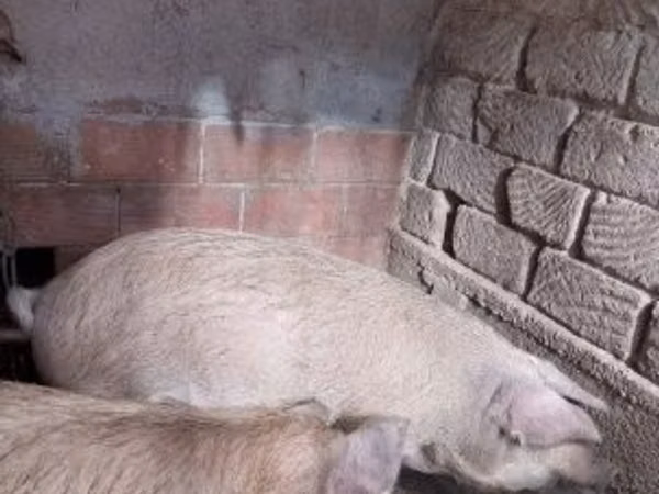 Boar, 
