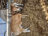公牛, Partenaise cattle — 照片 6