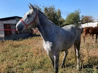 公马, Friesian sport horse — 照片 5