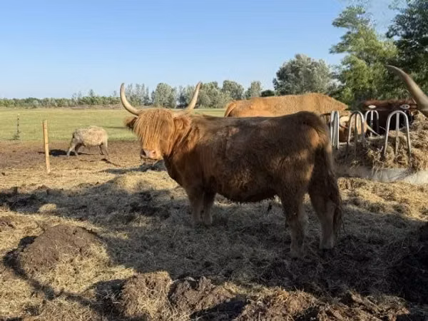بقرة, Highland