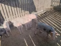 Cerda, Cerdos — foto 1