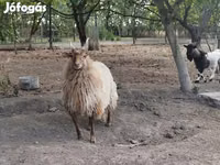 मेढ़ा, Racka sheep — फ़ोटो 2