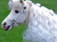 Faras dhaddig, Miniature horse — sawirka 2