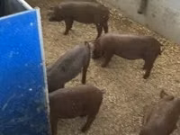 Boar — photo 1