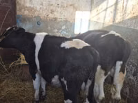 Bull, Russian Black pied cattle — photo 5