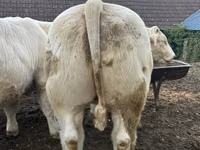 公牛, Charolais cattle — 照片 2