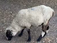 Ram, Sheep — photo 3