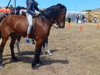 Caballo, Caballos — foto 3