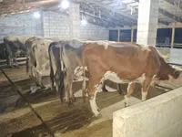 Cow, Alatau breed — photo 1