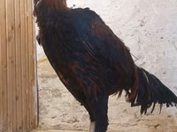 Chickens — الصورة 7