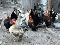 Chickens — 照片 1