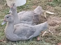 Ducks — फ़ोटो 6