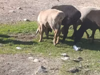 نعجة, Tian-Shan semifinewool sheep — الصورة 8