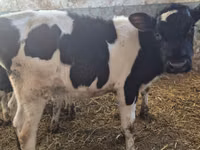 Bull, Russian Black pied cattle — photo 1