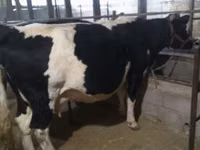 Cow, Holstein breed — photo 1