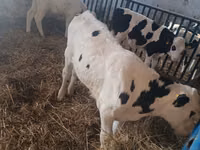 Toro, Russian Black pied cattle — foto 6
