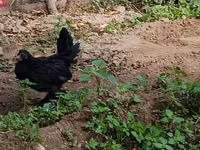 Chickens — photo 4