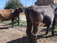 Cow, Russian Black pied cattle — photo 1