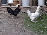 Chickens — 照片 1