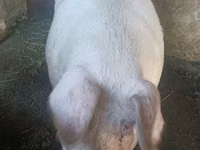 Boar — photo 5