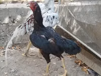 Chickens — फ़ोटो 1