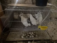 एस्टोनियन — फ़ोटो 4