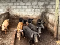 Pigs (batch, sex not specified), Pigs — photo 2