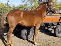 Faras dhaddig, Hungarian horse breed — sawirka 2