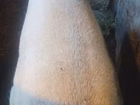 Boar — photo 2