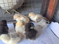 Pekin Bantam — picha 5