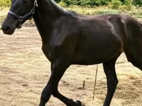 Farasi jike, Kladruber — picha 8