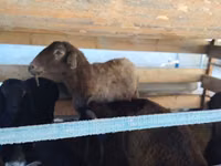 母羊, Arabi sheep — 照片 4