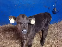 Bulle, Aberdeen-Angus — Foto 1