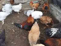 Chickens — फ़ोटो 4