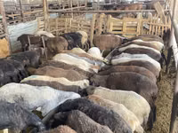 Sheep, Krasnoyarsk sheep — photo 3