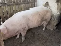 Sow — photo 3