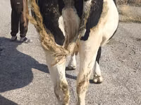 Cow, Russian Black pied cattle — photo 8