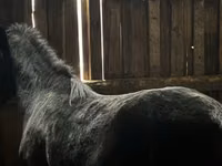 Caballo, Caballos — foto 1