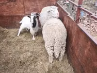 Wad, Sheep — sawirka 4