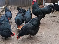 ऑस्ट्रेलॉर्प — फ़ोटो 4