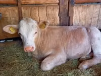 Bull, Simmental cattle — photo 2