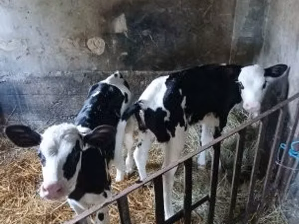بقرة, Russian Black pied cattle