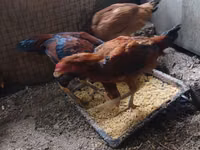 Chickens — 照片 4