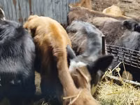 母牛, Cattle — 照片 2