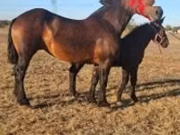 حصان, Percheron — الصورة 6