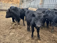 Bull, Aberdeen-Angus — photo 4