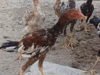 Chickens — 照片 6